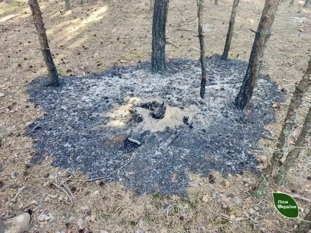 На Рівненщині загорівся ліс: палія підозрюють у навмисному підпалі