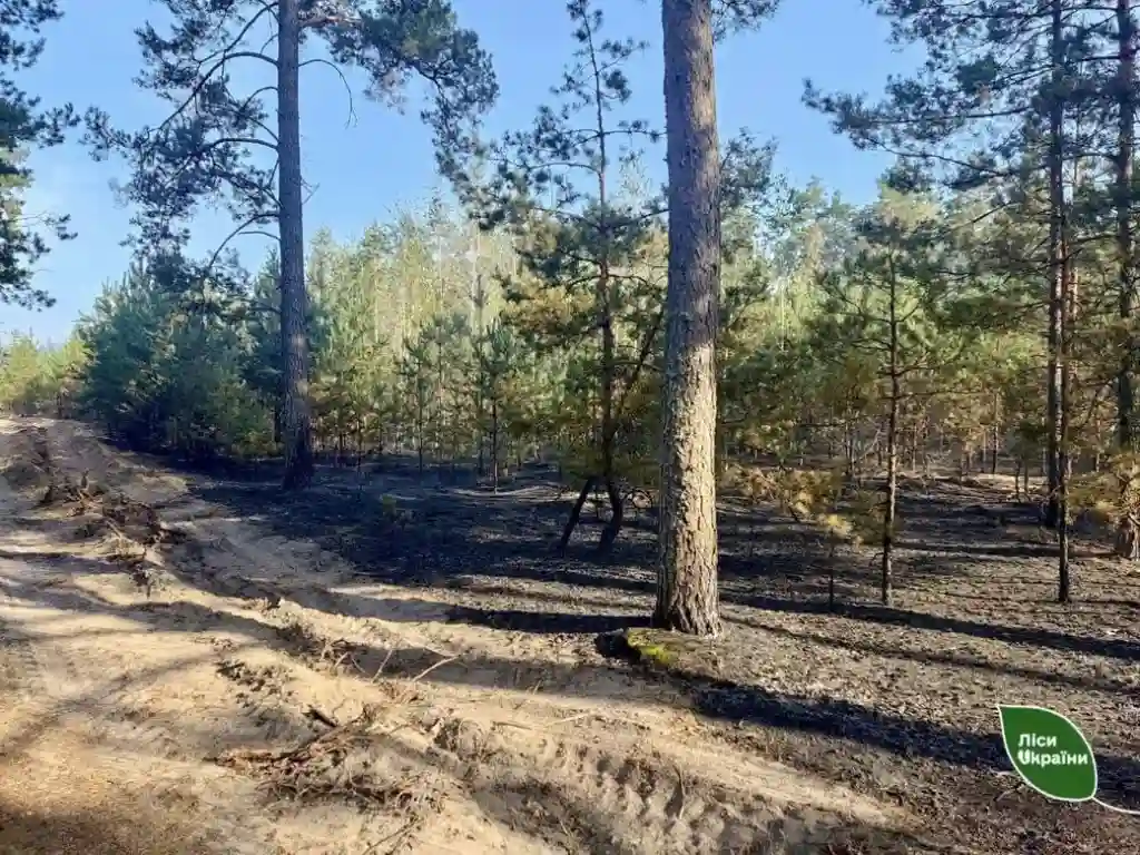 На Рівненщині загорівся ліс: палія підозрюють у навмисному підпалі