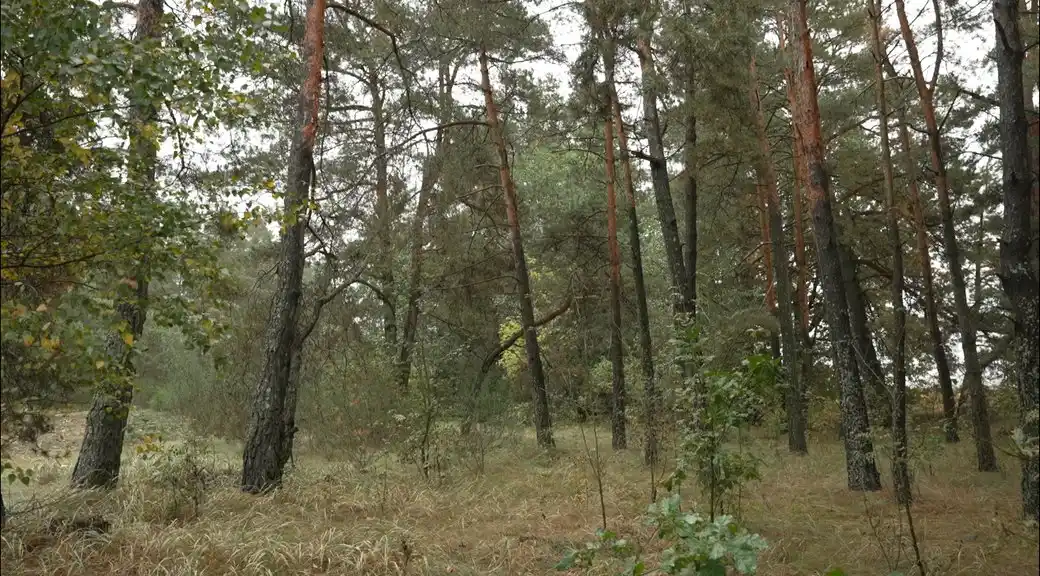На Рівненщині врятували пенсіонера, який чотири доби блукав у лісі